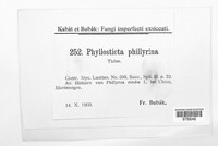 Phyllosticta phillyrina image